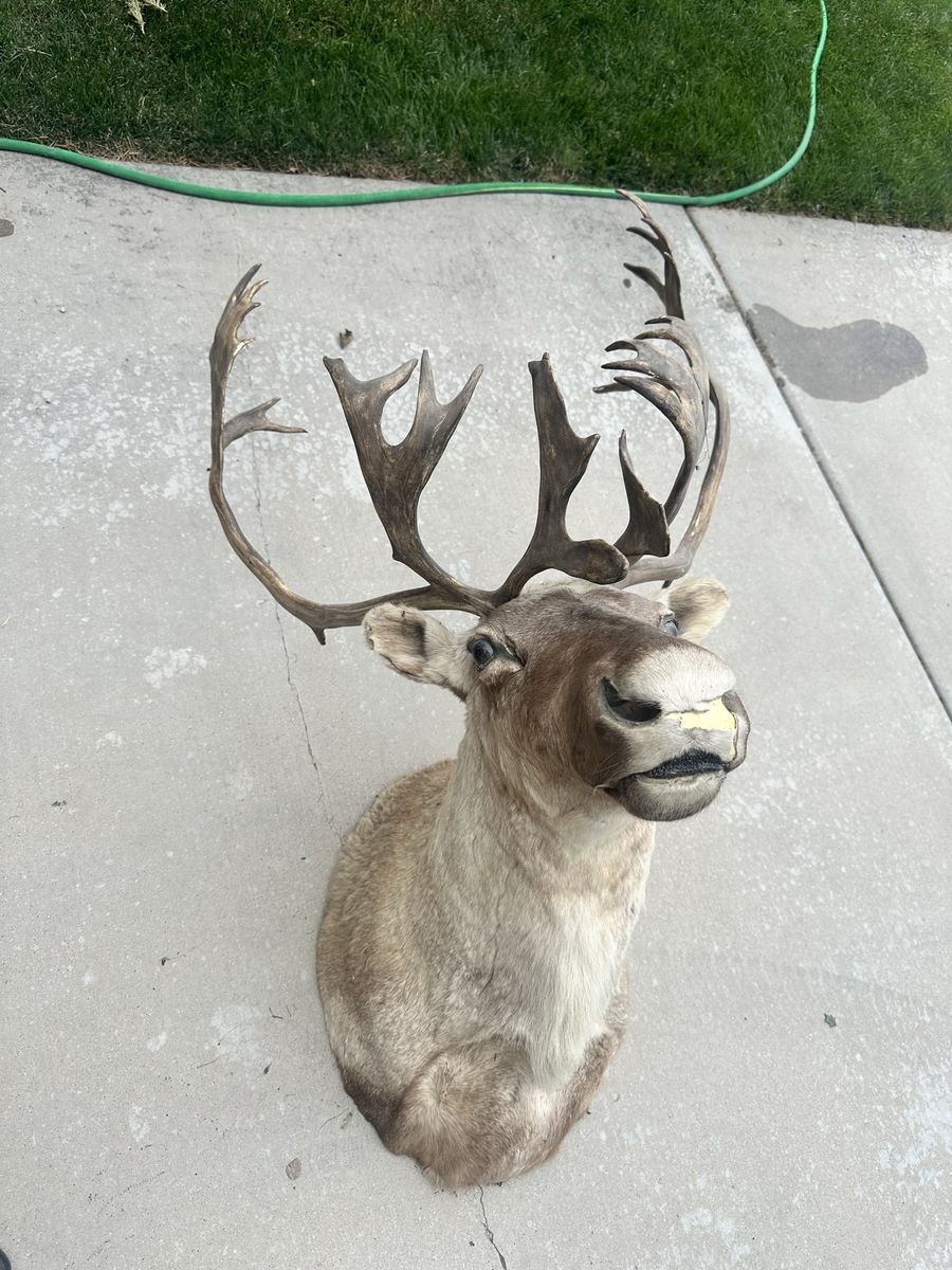 Large Caribou / Reindeer Taxidermy Shoulder Mount with Antlers for Hunting Decor