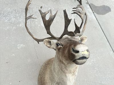 Large Caribou / Reindeer Taxidermy Shoulder Mount with Antlers for Hunting Decor