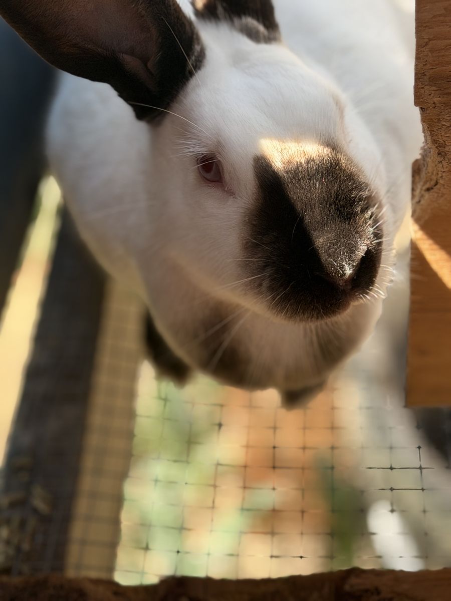 Free Meat Rabbits