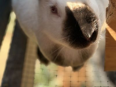 Free Meat Rabbits