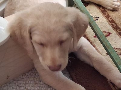 Golden Doodle Puppies