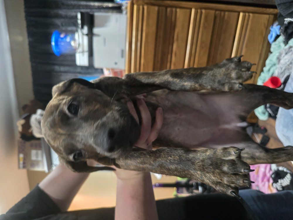 Doberman Cane Corso Mastiff Puppies