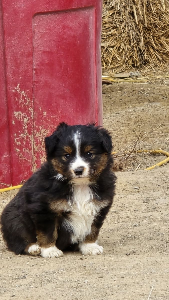 Toy/miniature australian shepard