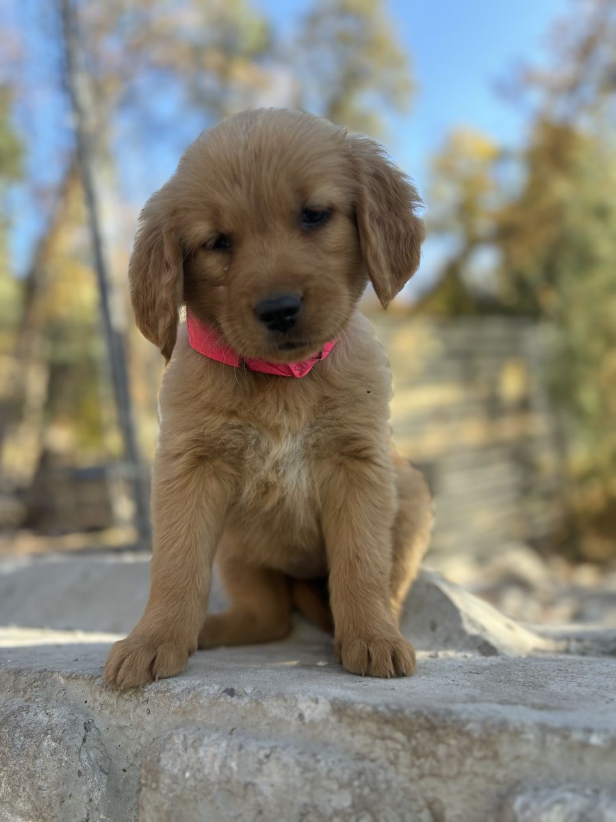 AKC pro trained golden retriever red male