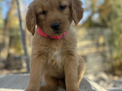 AKC pro trained golden retriever red male