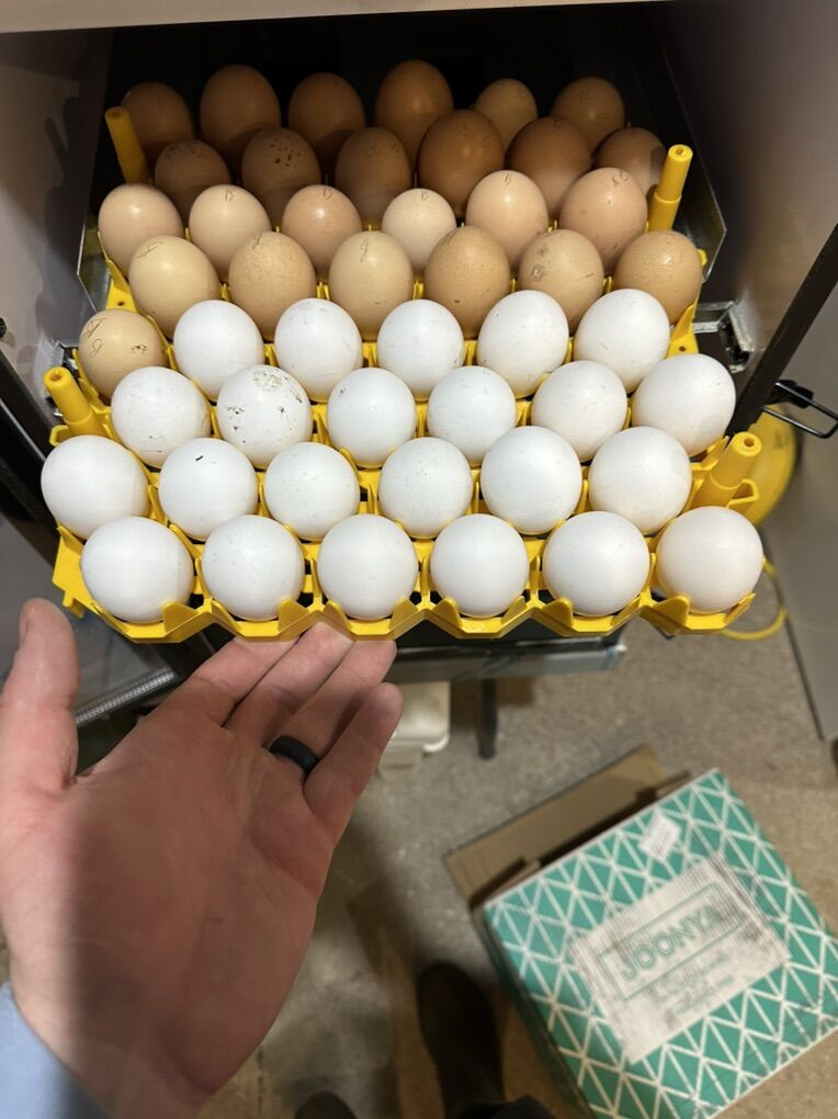 Quality Hatching Eggs for Sale