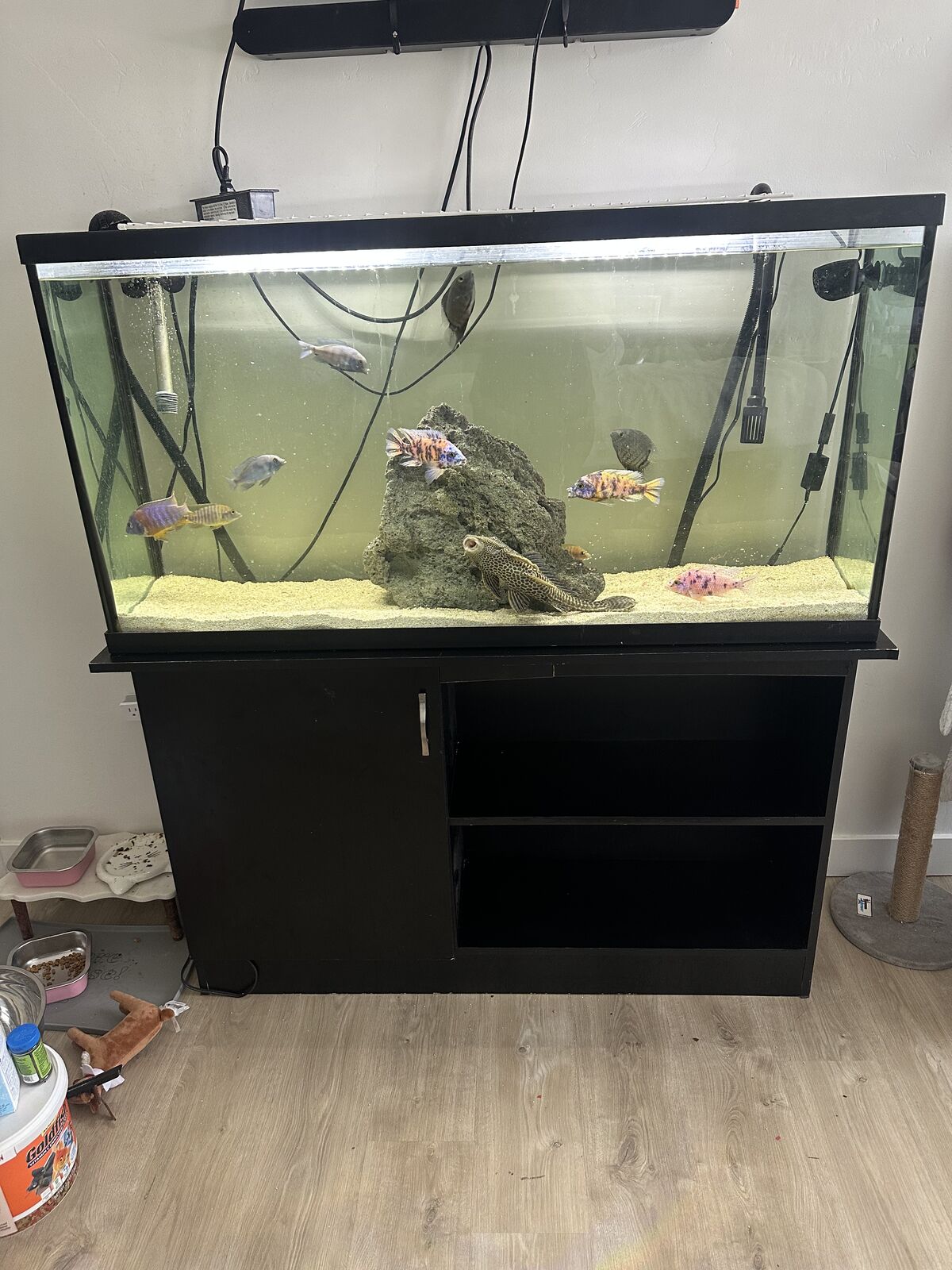 65 Gallon Fish Tank With Fish