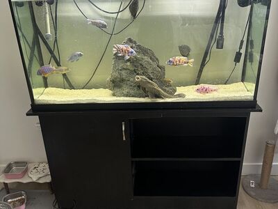 65 Gallon Fish Tank With Fish