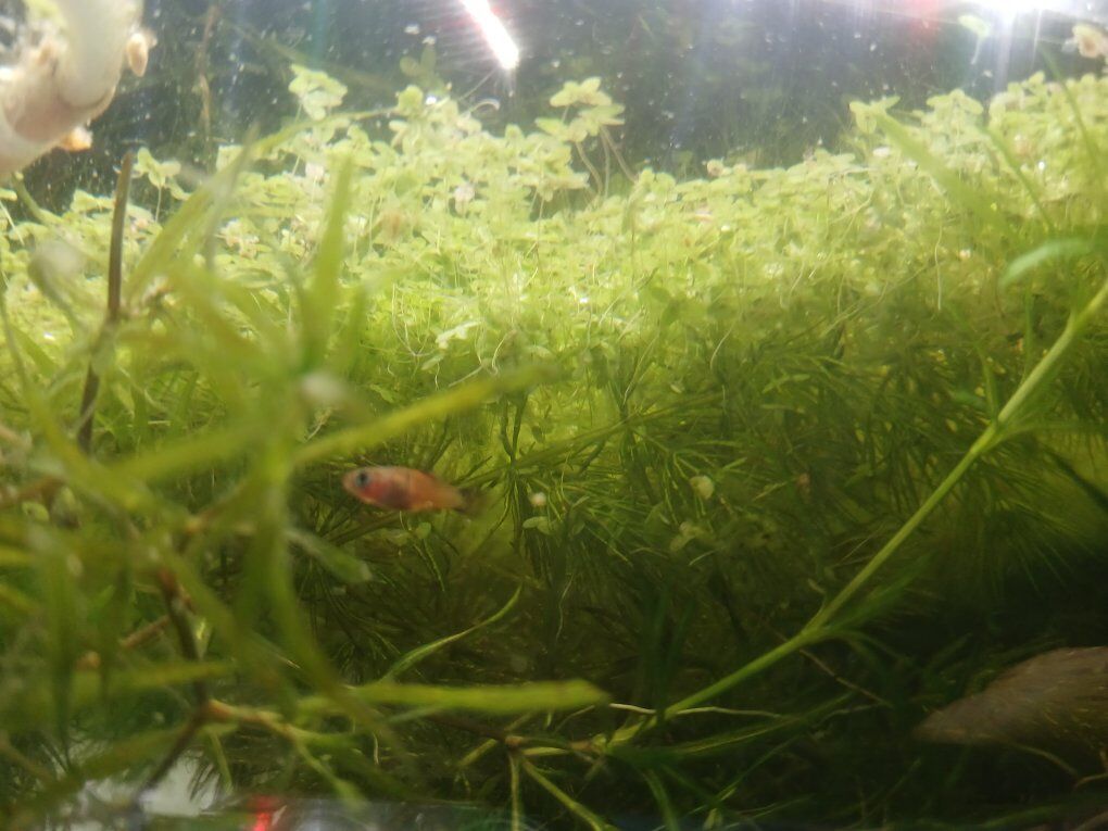 Platy fry