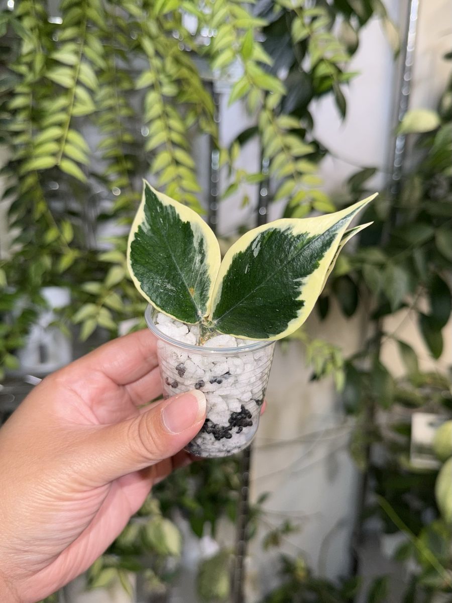 Hoya polyneura (outer variegated) - Plant