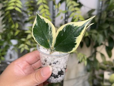 Hoya polyneura (outer variegated) - Plant