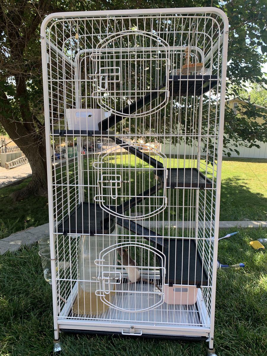 2 fancy rats with Rat cage, running wheel, and waterbottle