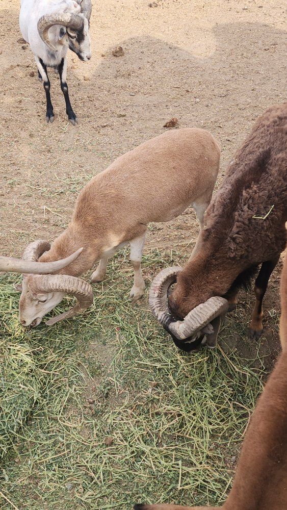 4 intact Rams & 2 Exposed ewes