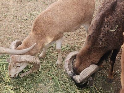 4 intact Rams & 2 Exposed ewes