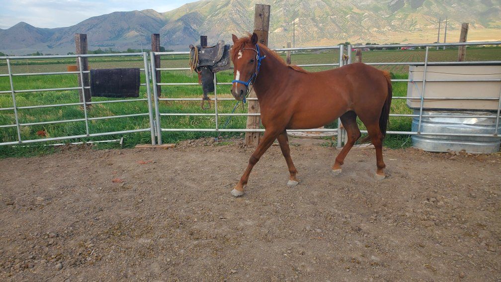 2 yr old Filly. POA - 13 Hands