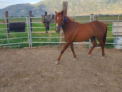 2 yr old Filly. POA - 13 Hands