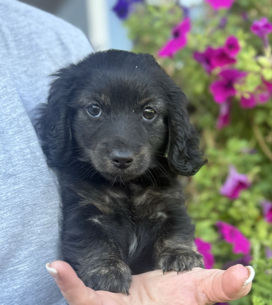 ACK Registered Female Dachshund