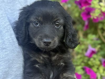 ACK Registered Female Dachshund