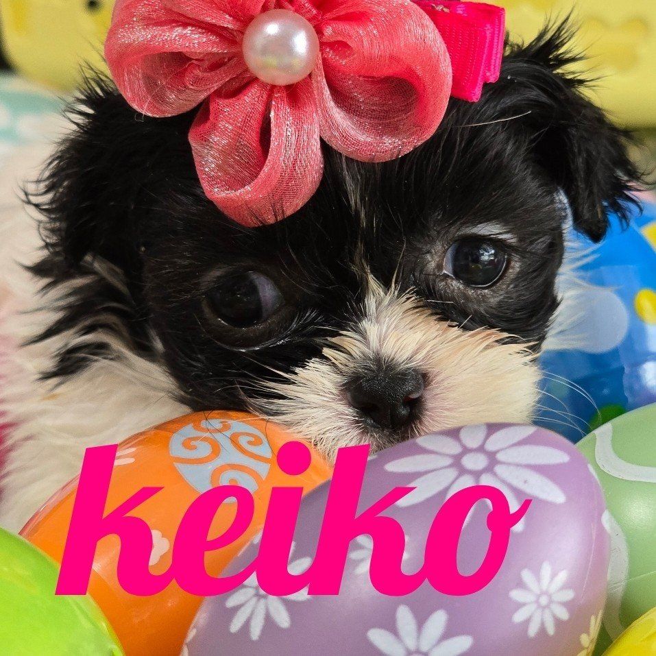 Miniature  Imperial Shih tzu