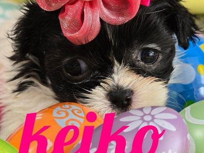 Miniature Imperial Shih tzu