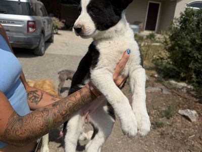 Hangin tree, Aussie cross pups!