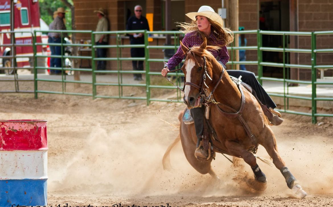 Dependable, solid, Ranch gelding with handle and heart.