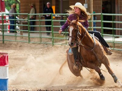 Dependable, solid, Ranch gelding with handle and heart.