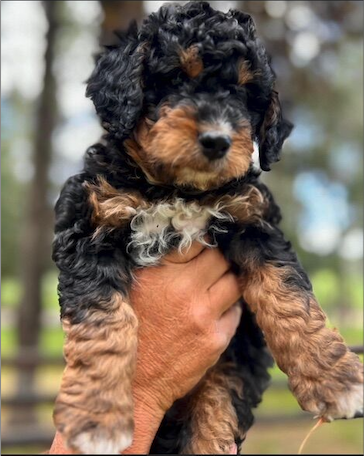 Main image 3