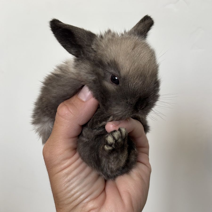 Holland lop buck