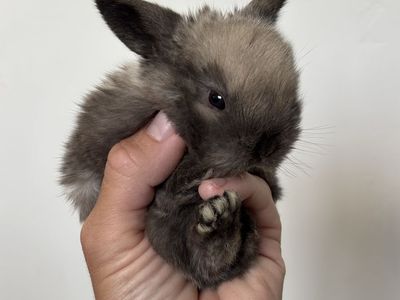 Holland lop buck