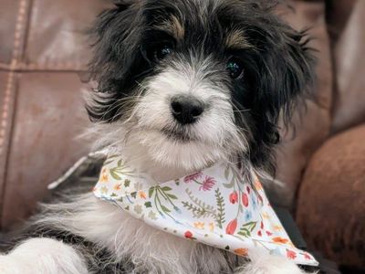 Well Started Toy Aussiedoodle Girl, 5 Months Old