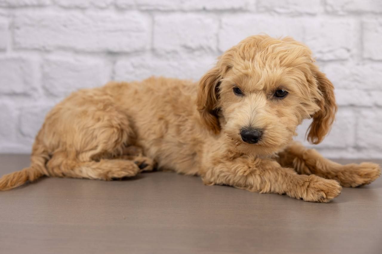 Meet Chip - Maltipoo Puppy Looking for His Forever Home