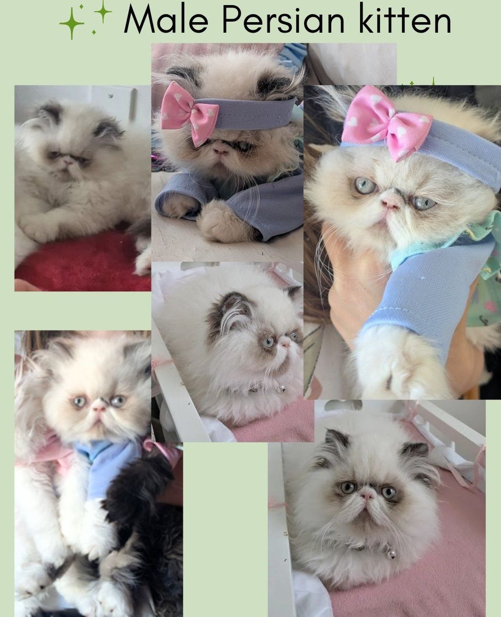 Persian kittens