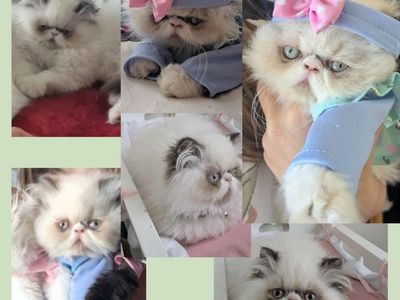 Persian kittens
