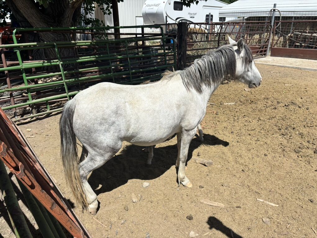 3 Year Old Welsh Pony
