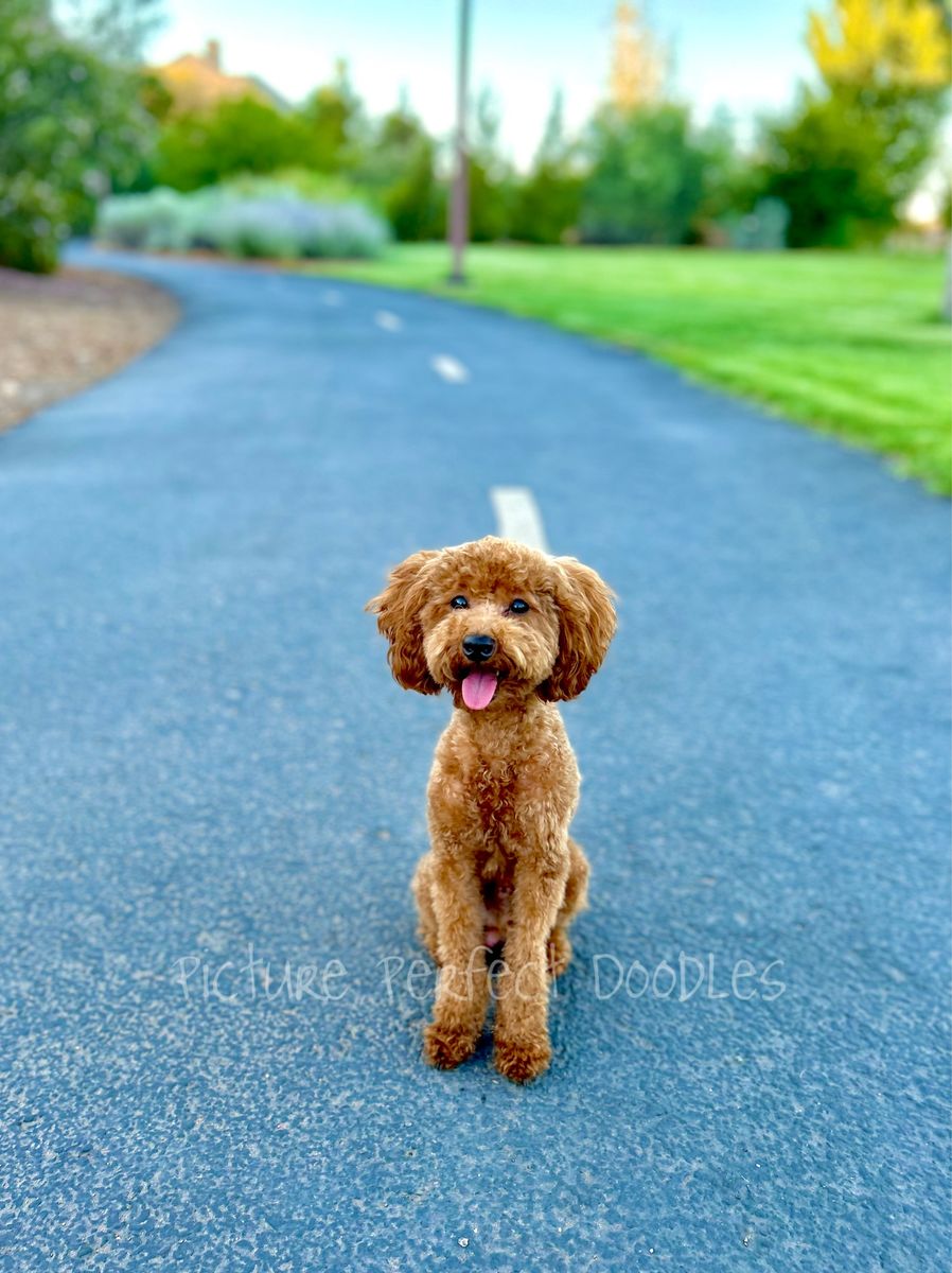 AKC Toy / Mini Poodle Stud 100% clear & OFA