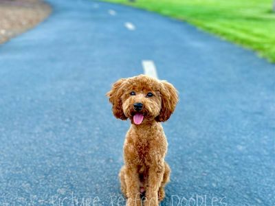 AKC Toy / Mini Poodle Stud 100% clear & OFA