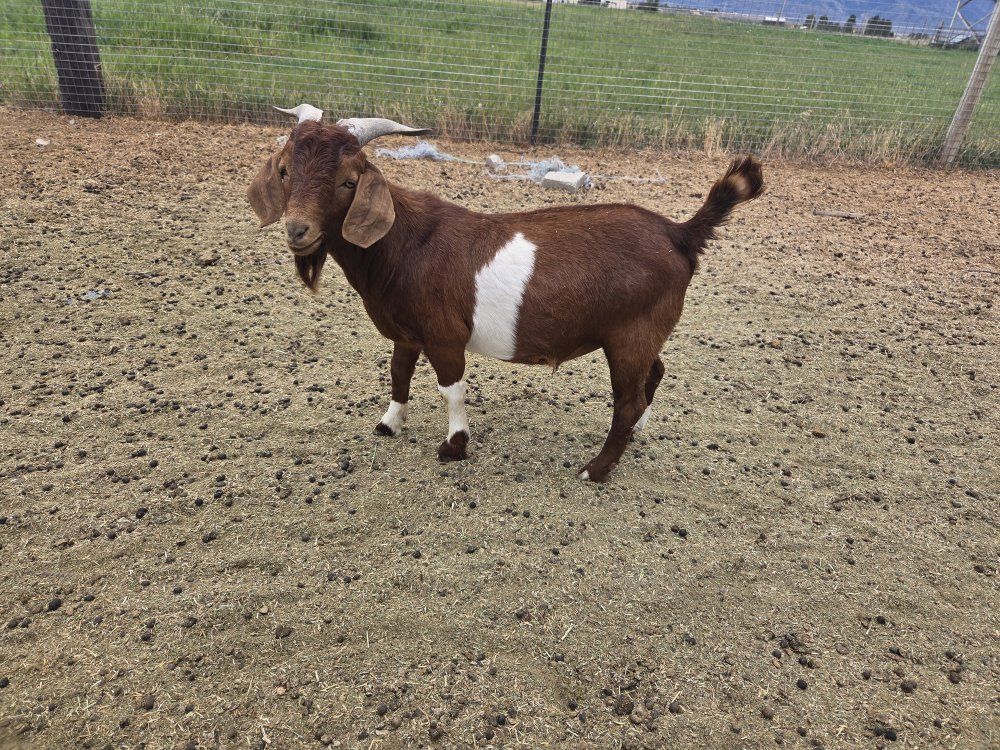 boer buck