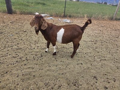 boer buck