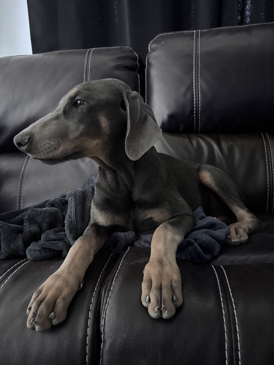 American Doberman Puppy Available Now