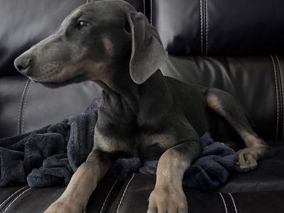 American Doberman Puppy Available Now