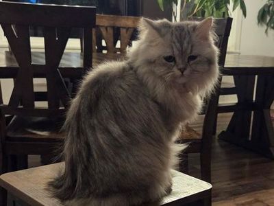 Tiny Purebred Persian Female Cat