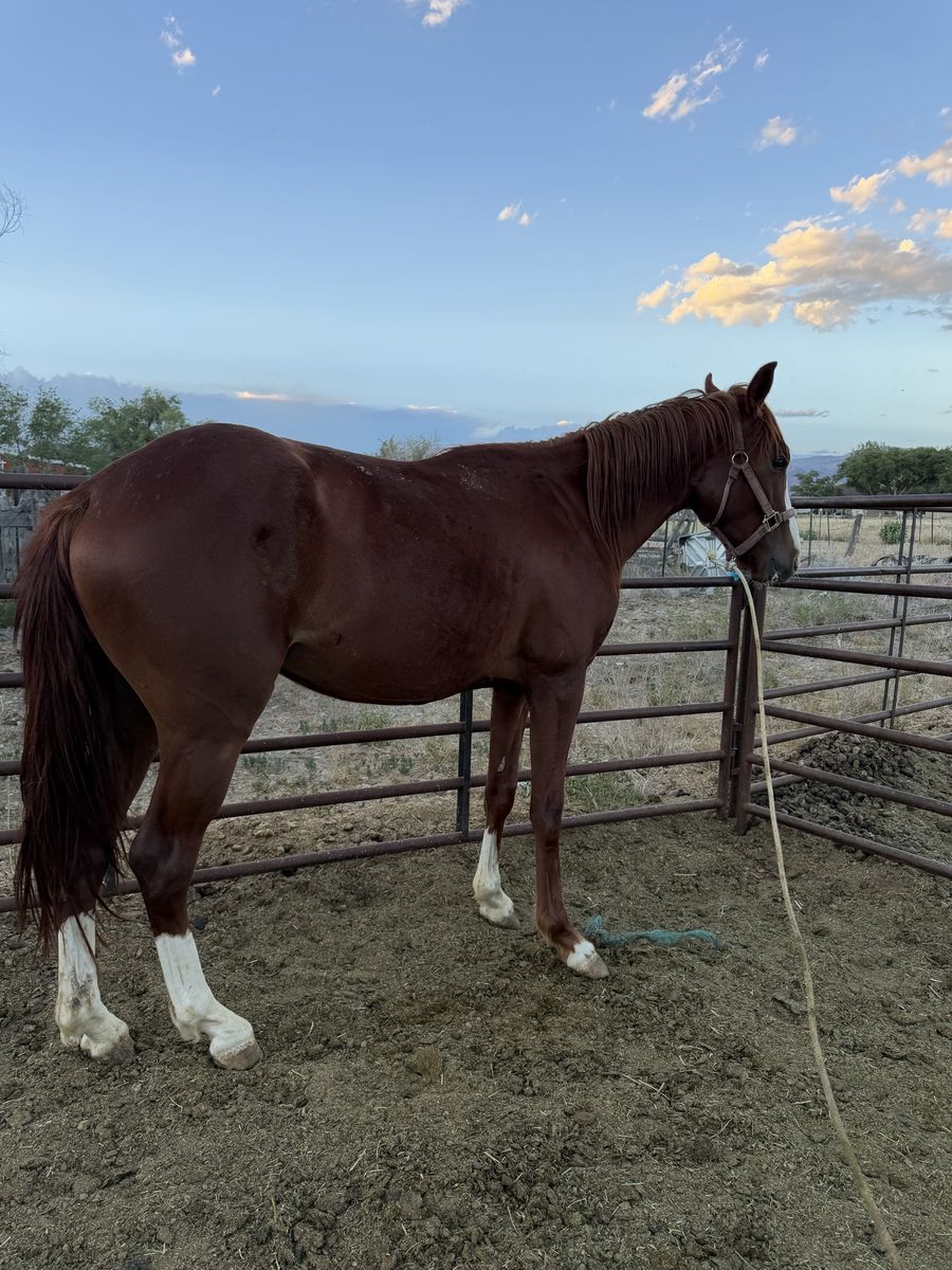 2 year old gelding