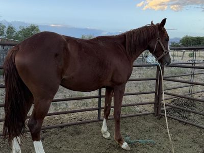 2 year old gelding