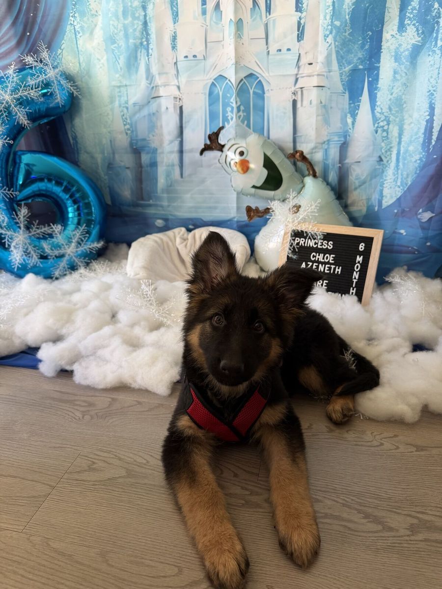 AKC German shepherd puppy female