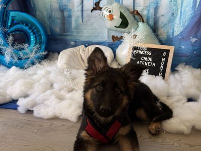 AKC German shepherd puppy female