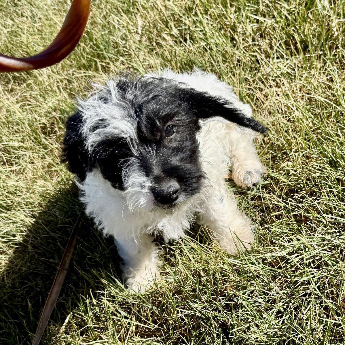 Mini Doxiepoo Poodle Dachshund Male Puppy AKC Dad