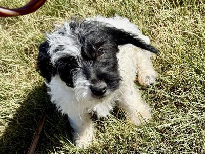 Mini Doxiepoo Poodle Dachshund Male Puppy AKC Dad