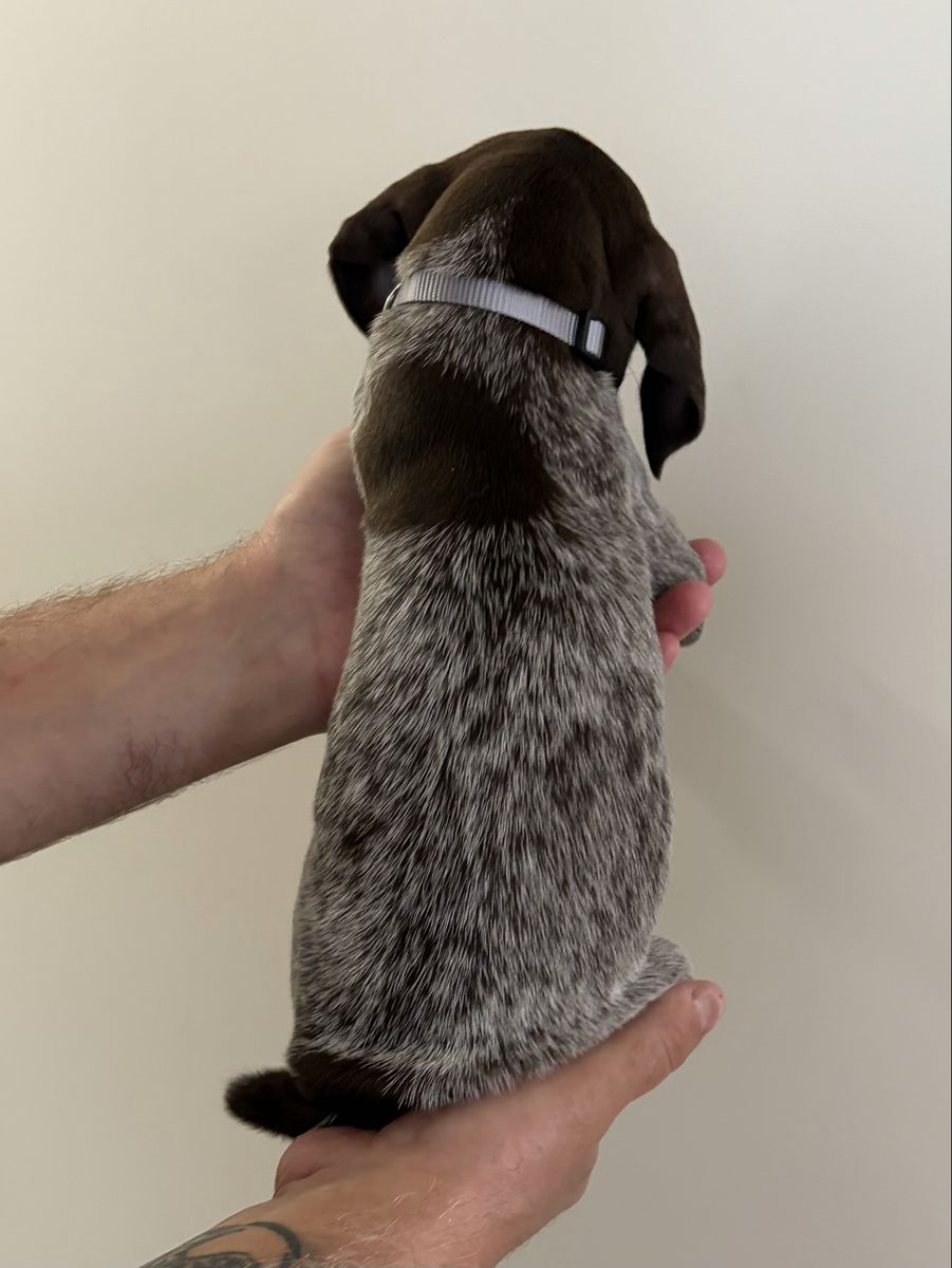 AKC German Shorthair Pointers