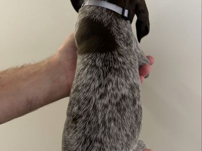 AKC German Shorthair Pointers